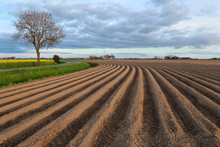 Plowed Field On Farmland