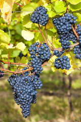 blue grapes in vineyard, Southern Moravia, Czech Republic