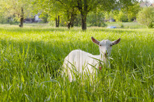 Goat Grazed On A Meadow