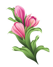 Bunch Of Flowers, Pink Tulip Buds And Green Leaves Illustration, Isolated On White Background