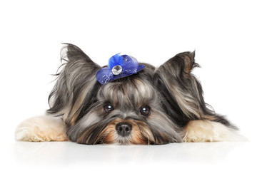 Wall Mural - Biewer Yorkshire terrier