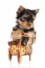 Canvas Print - Yorkshire terrier puppy in basket