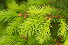 Growing Pine Tree In A Spring.