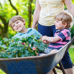 Wall Mural - Two little boys having fun in a wheelbarrow pushing by mother