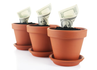 Wall Mural - Growing money in flowerpots isolated on white