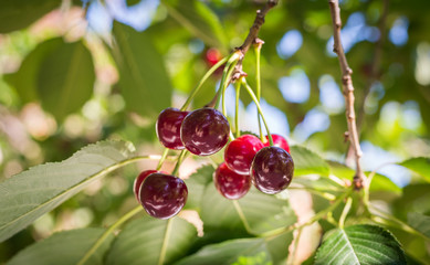 Wall Mural - Cherry orchard