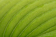 © 2002lubava1981 - Green leaf