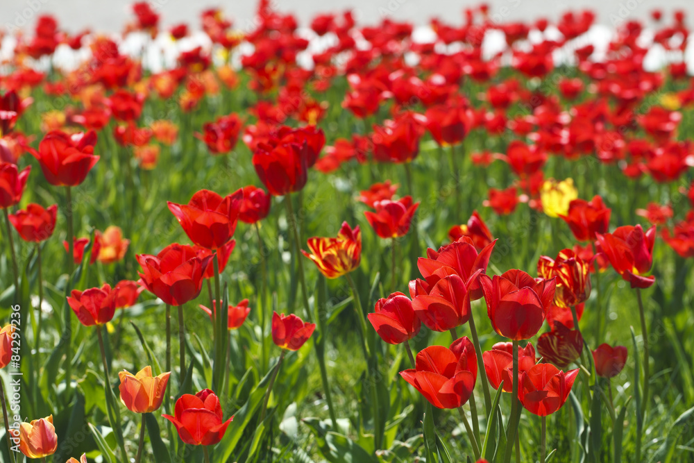 field of red tulips beautiful - obrazy, fototapety, plakaty 