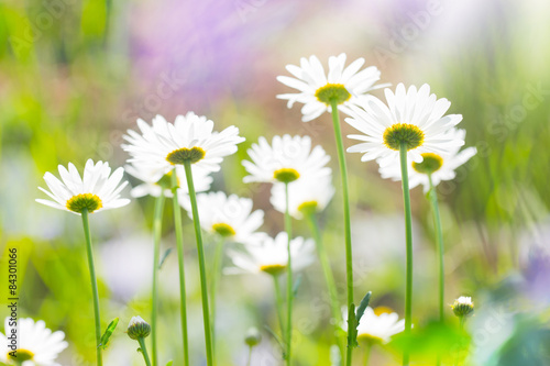 Blumenwiese
