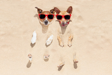 Wall Mural - dogs buried in sand