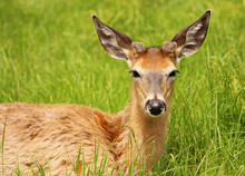 White-tailed Deer Lying In The Grass