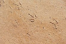 Seagull Footprint On The Sand