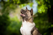 Portrait Of Beautiful American Akita Dog 