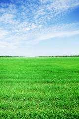 green grass field and blue sky