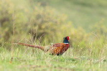 Male Pheasant In Green Grass