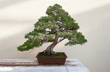 Fototapeta Góry - Beautiful pine tree bonsai
