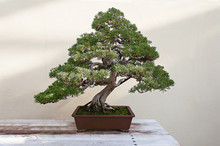 Beautiful Pine Tree Bonsai