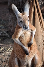 Scratching Kangaroo