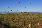 Fototapeta Tęcza - Balloon and Wine Festival in Temecula, California