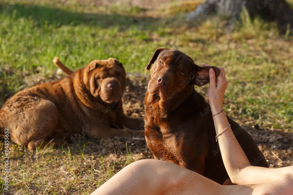Naked woman caresses her dog Stock Photo Adobe Stock