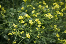 Groups Of Yellow Wildflowers