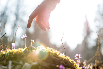 Hand of a man above a blue flower back lit by the sun