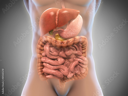 Naklejka - mata magnetyczna na lodówkę Human Digestive System