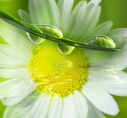 Wall Mural - grass with water drops - macro photography