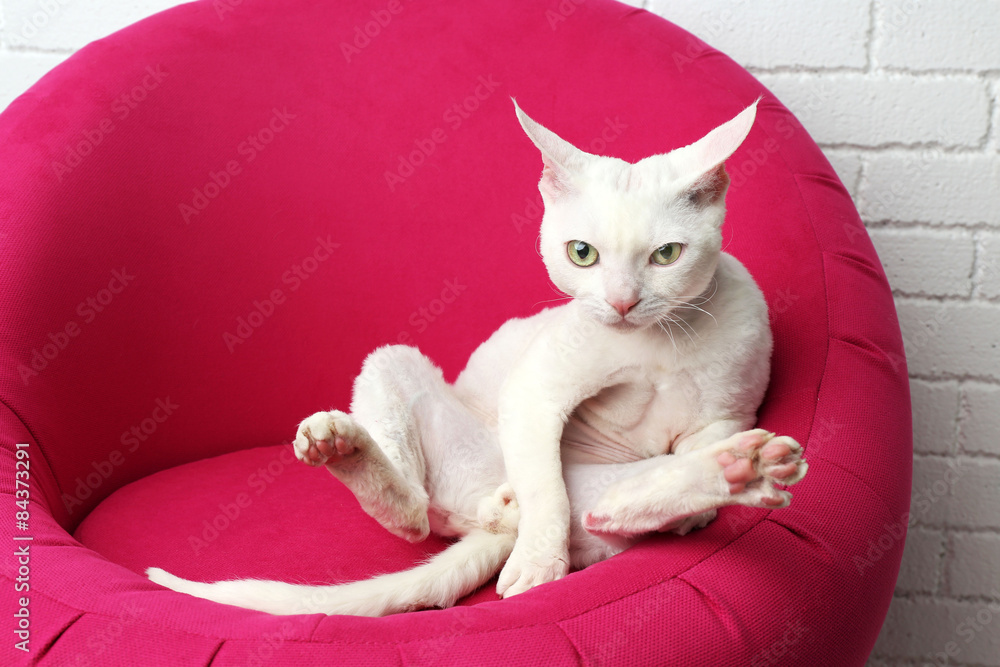 Beautiful white cat on soft pink armchair in room