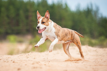 Wall Mural - American staffordshire terrier dog running on the beach