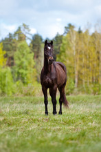 Brown Horse Standing On A Field