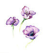 The purple flowers watercolor isolated on the white background