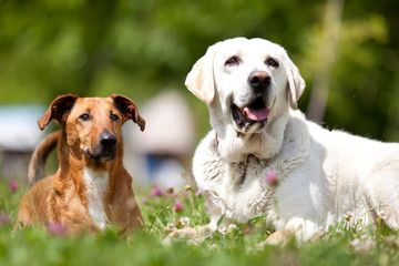 zwei Hunde im Garten