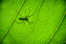 Shadow Spider On A Green Leaf