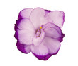Violet flower isolated.