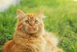 Fototapeta Mapy - Redhead long hair cat on grass
