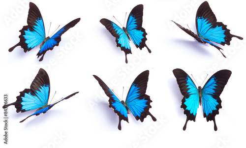 Fotografía Blue and colorful butterfly on white background