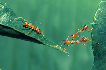 Wall Mural - Ant bridge unity