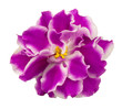 Violet flower isolated.