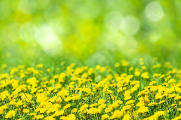Fototapete - Natural spring background with blooming dandelions