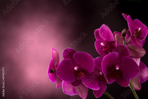 orchidea-na-ciemnym-niewyraznym-tle