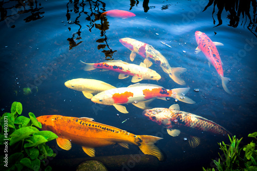 Koi Karpfen Im Teich Buy This Stock Photo And Explore Similar