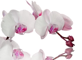 Wall Mural - Pink orchid