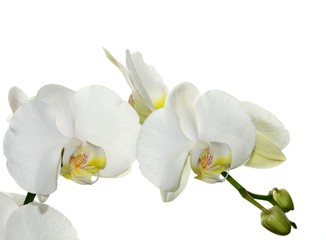 Wall Mural - Beautiful white Orchid isolated on white background