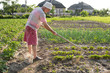© vbaleha - Poor farmer hoeing vegetable garden