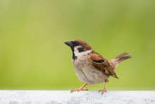 Eurasian Tree Sparrow Standing