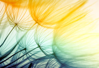 dandelion