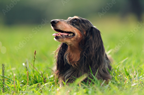 A Miniature Long Haired Dachshund Buy This Stock Photo And