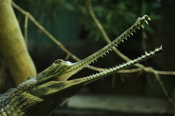 Wall Mural - Gharial (Gavialis gangeticus)