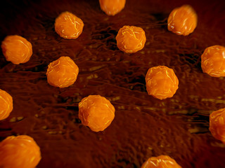 Bone marrow, stem cells of human bone marrow stem cells. These cells are known as multipotential stem cells because they form the precursors to every type of blood cell. 